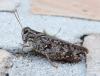 Calliptamus sp.